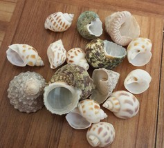 Seashells for Craft Supplies or Collecting - £5.94 GBP