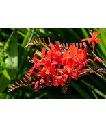 FMG 10 Red Lucifer Crocosmia Crocosmia Masoniorum Fast Growing - $15.08