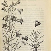 1905 Harebell Wild Flower Print Pen &amp; Ink Lithograph Antique 6.75 x 3.75&quot; - £6.96 GBP