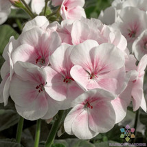 25+ Maverick Appleblossom Geranium Seeds For Garden - USA  - £4.49 GBP