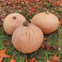 Fresh Seeds USA Theron&#39;s Winter Harvest Winter Squash Seeds Vegetable Seeds Seed - £12.96 GBP