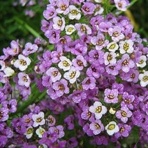 LWSTORE Alyssum Sweet Dwarf Royal Carpet 4&quot; Ground Cover Perennial Non Gmo 1000  - £7.07 GBP