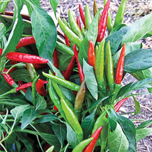 Pepper Seeds - Hot - Thai Hot - Vegetable Seeds - Gardening - Free Shippng - £38.82 GBP