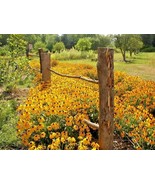 LD 2001 Black Eyed Susan Seeds Perennial Native Wildflower Drought Heat ... - $247.36 MXN