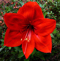 Fresh 100 Seeds Amaryllis Chinese Bonsai Amarilis Planting Bonsai Courtyardbeaut - $4.90