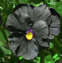 Pansy Clear Crystal Black *50     Gothic ...Viola Wittrockiana From US - £5.91 GBP