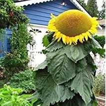 50+ Giant Mongolian Sunflower Seeds Non Gmo Heirloom Fresh Garden - £14.74 GBP