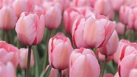 Tulip Fields: Handpoured, 6 pc Soy Wax Melt Set: Floral Scent! - £10.18 GBP