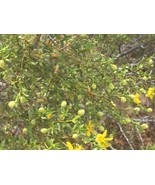 Larrea tridentata Creosote 10 Seeds Sonoran Mojave Desert Shrub Medicina... - £6.63 GBP