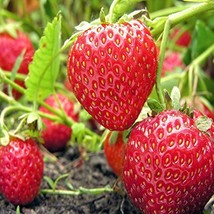 Montery Everbearing 10 Live Strawberry Plants, NON GMO, - £15.59 GBP