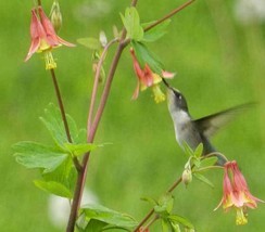 ArfanJaya 50_Seeds Aquilegia canadensis Canadian Eastern Red Columbine - £12.79 GBP