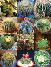 KKG Echinocactus Mix Variety Exotic Barrel Cactus Flowering Cacti Seed 1... - $17.37