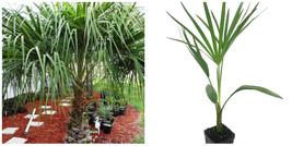 Ribbon Palm - Live Plant in a 4 Inch Growers Pot - Livistona Decora - Rare - £46.46 GBP