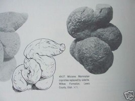 (PP450-16) 1&quot; Genuine Ancient TURTLE POOP Coprolite DUNG WEIRD WA state ... - $192.09 MXN