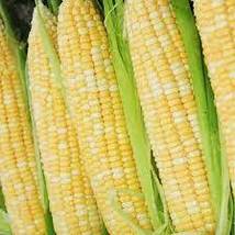 FREE SHIPPING 30 Peaches and Cream Sweet Corn Seeds Ambrosia Bicolor Heirloom - £10.37 GBP