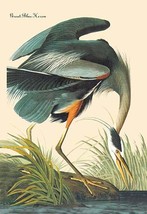 Great Blue Heron 20 x 30 Poster - £20.43 GBP
