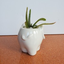 Mini Elephant Planter with Aloe Vera Succulent, Ceramic Animal Pot, Live Plant image 5