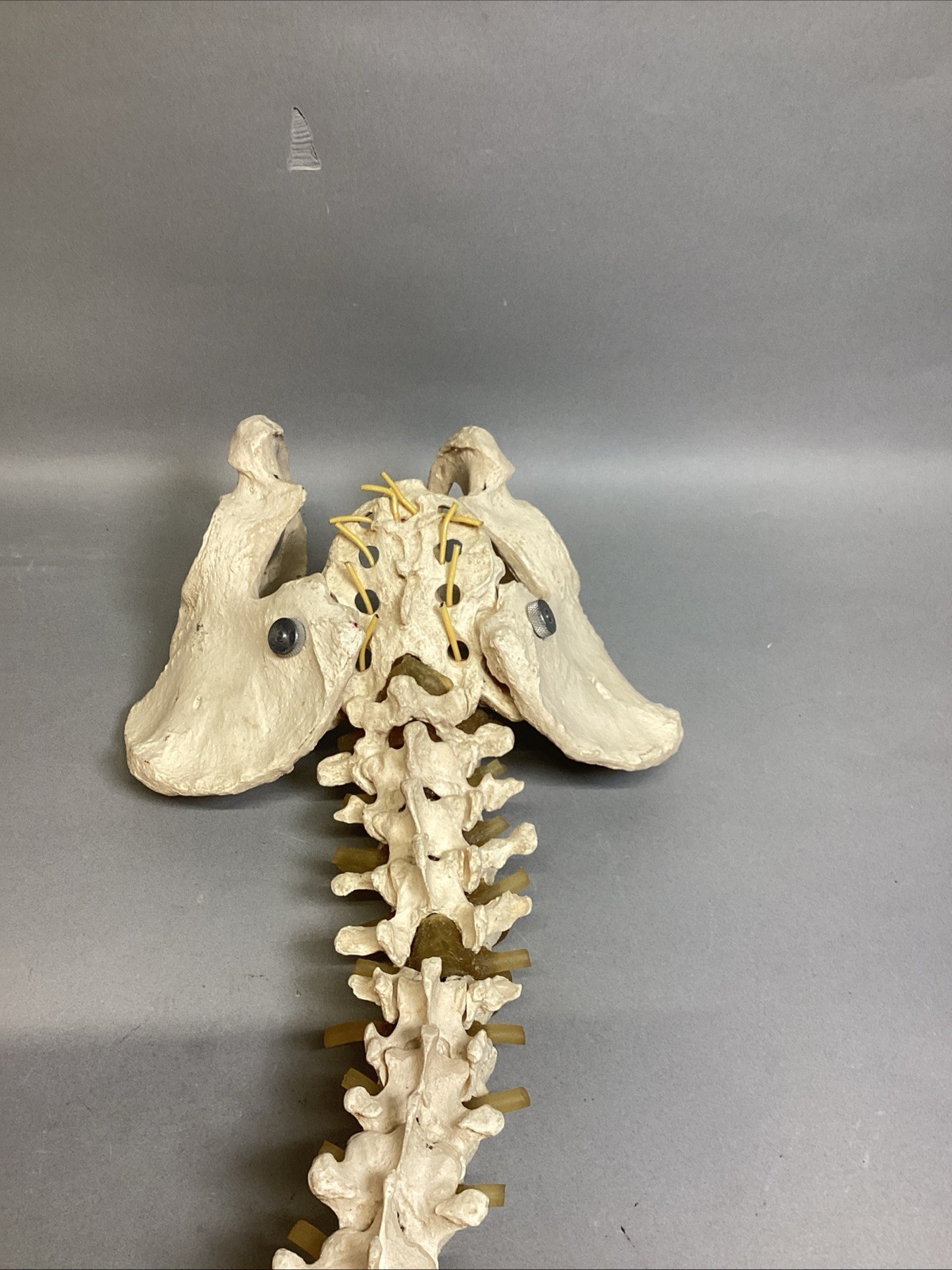 Resin Human Vertebral Column with Pelvis Skeleton Model Medical Anatomical Spine Item image 9