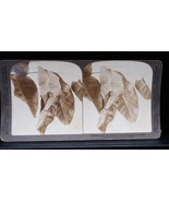 Antique Underwood &amp; Underwood Stereoview Larva Papilio Lumus Web Rare U-... - $371.04 MXN