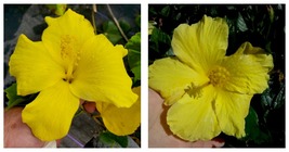 Hibiscus Fort Myers Yellow Starter Live Plant 5 To 7 Inches Tall - £23.44 GBP