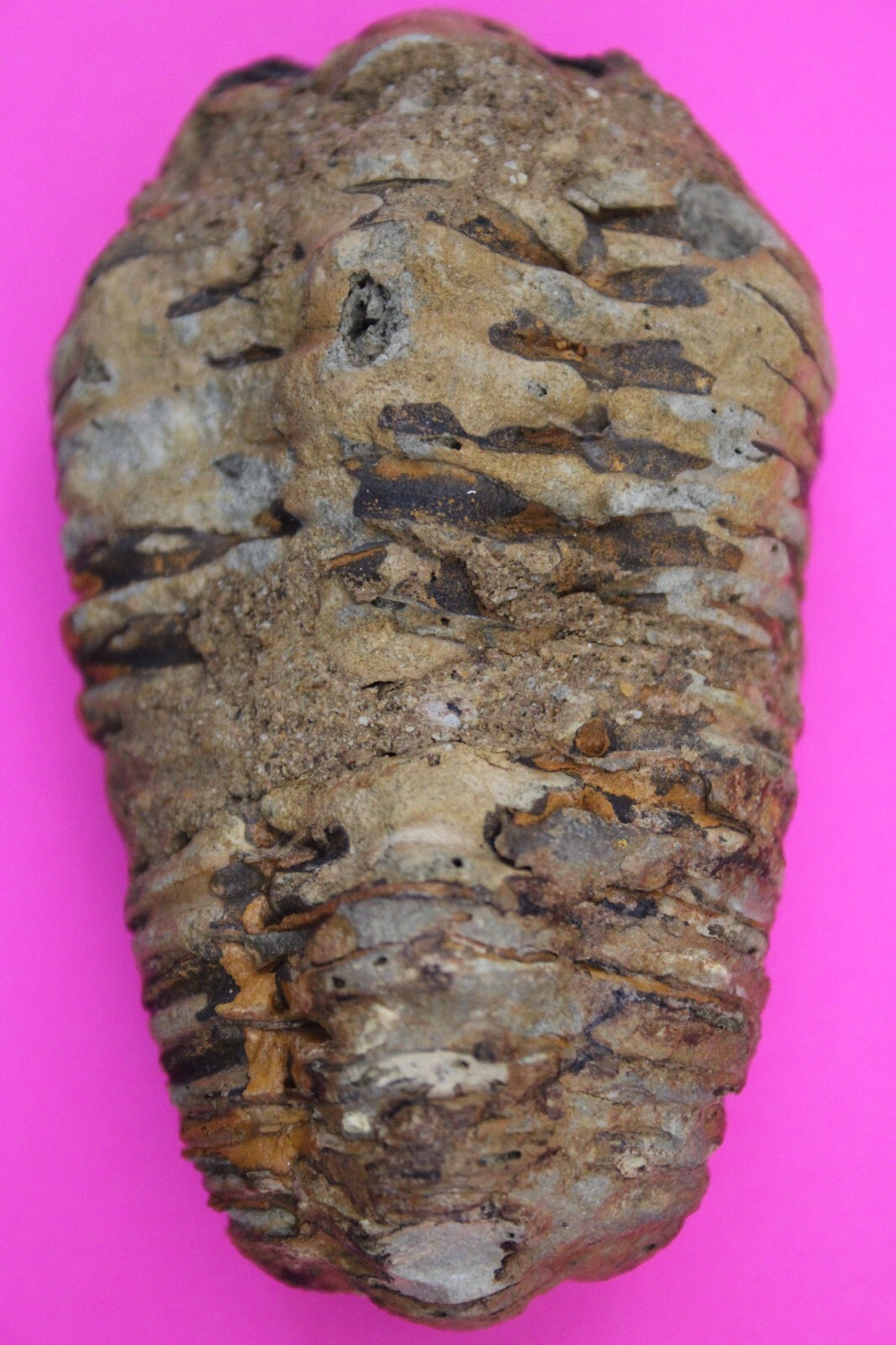 Trilobite Fossil 450 Million Years Old Morroco Guaranteed Real Dino Girl... - $29.99