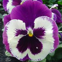 Pansy Flores Wavy Viola Tricolor Flower,100 seeds - £13.67 GBP