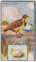 Cowan Co Toronto Bird Card Meadow Lark Canadian Bird Series Coupon Removed - £3.88 GBP