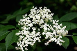300 ANNUAL BABY&#39;S BREATH SEEDS NON GMO HEIRLOOM - $2.45