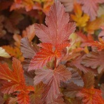 Physocarpus Opulifolius Center Glow Ninebark 4 Inch Pot Size Plant Garden Fresh  - $58.99