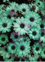 100Seeds Gerbera Daisy Seeds Apple Green Flowers With Purplish Black Centre Gard - £9.40 GBP