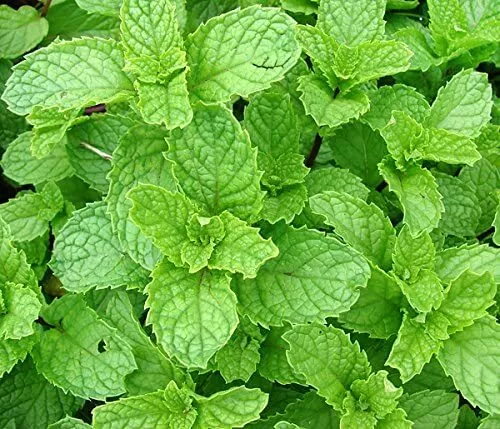 Mint Spearmint Spear Sweet Herb Spice 215 Seeds Fresh Garden USA Shipping - £8.93 GBP