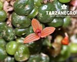BULBOPHYLLUM MONILIFORME MICRO MINIATURE ORCHID MOUNTED - $33.00