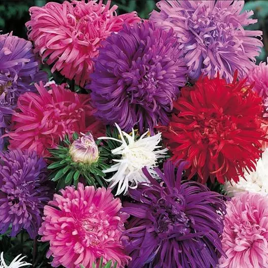 BStore 100 Seeds Aster Ostrich Feather Cut Flowers Attracts Pollinators Non-Gmo - £7.62 GBP