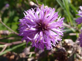 Tall Ironweed 400 Seeds for Planting - Wet Soil - Full Sun - Gall Formation - £13.54 GBP