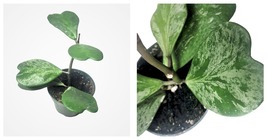 4&quot; Pot Hoya Obovata Splash Live Houseplant Thick Round Leaves - £54.15 GBP