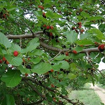 Fresh New Black Mulberry Tree Seeds Morus Nigra 20 Seeds USA Seller - £22.82 GBP