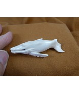 Whal-w105 Humpback Whale of shed ANTLER figurine Bali detailed love whales - $95.41 CAD