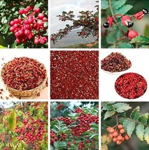 100 Corn Chinese Prickly Ash Seeds - $11.37