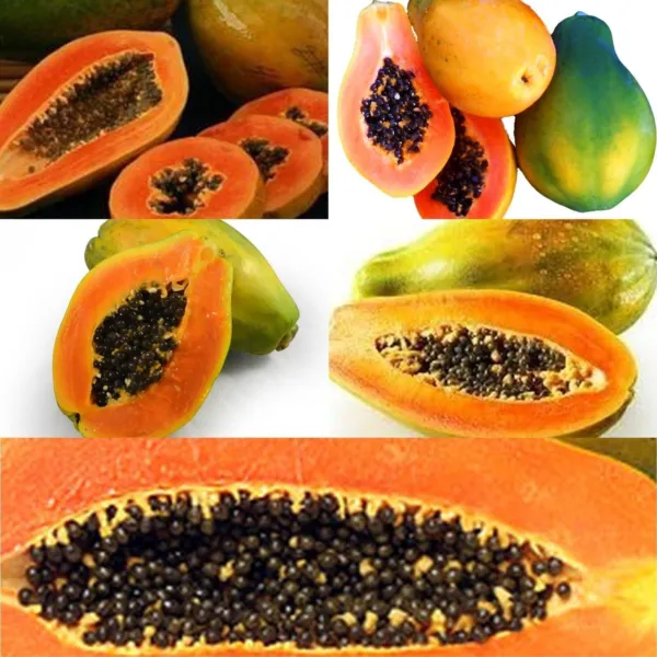Fresh New 6 Of The Most Delicious Papaya Varieties 10 Seeds - $13.00