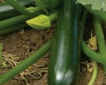 Zucchini Seeds 30 Black Beauty Squash Vegetables Cooking Culinary Fast S... - $8.99