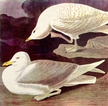 Iceland Gull Bird Lithograph 1950 Audubon Antique Art Print DWP6C - £23.50 GBP