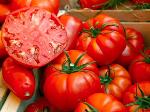MBK Bush Beefsteak Tomato Seeds Heirloom Hamburger Slicer Non-Gmo Semide... - $8.79