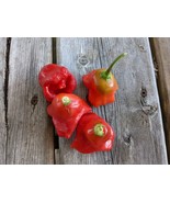 SEED- Unusually Shaped Mad Hatter -Bishop&#39;s Crown Pepper  Sweet Fruity &amp;... - €3,35 EUR+