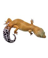 Leopard Gecko Decal - 10.5&quot; tall x 18.5&quot; wide - £12.71 GBP