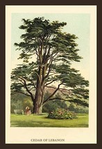 Cedar of LeBanon 20 x 30 Poster - £19.88 GBP