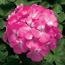 15 Geranium Seeds Pinto Pink Flower Seeds Flowers Gardening USA Shipping - £10.22 GBP