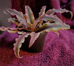 Cryptanthus Bivittatus "Pink Star", Live Earth Star Bromeliad Plant in 3" pot image 3