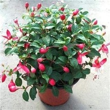 200 pcs Fuchsia Bonsai Garden Balcony Lanterns Flowers Begonia Malus Spectabilis - £6.62 GBP