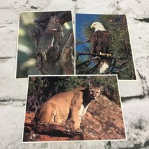 Wildlife Photography Animals Bald Eagle Mountain Lion Vintage Postcard Lot Of 3 - £7.82 GBP