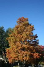 Bald Cypress Taxodium Distichum Tree Seeds Fast Fall Colors Hardy - £7.10 GBP